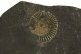 Dactylioceras Ammonite Plate - Posidonia Shale, Germany #79327-1